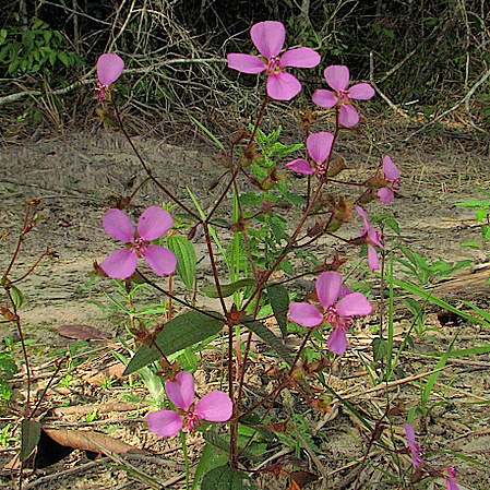 Pterolepis trichotoma unspecified picture