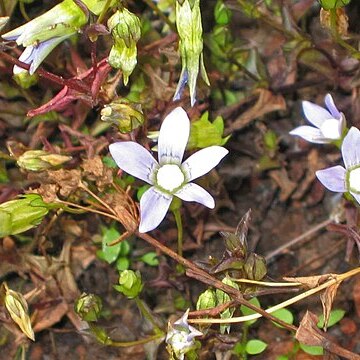 Gentiana lineolata unspecified picture