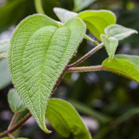 Acalypha cuneata unspecified picture