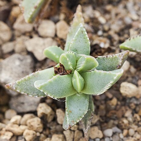 Faucaria felina unspecified picture