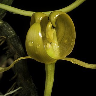 Bulbophyllum tollenoniferum unspecified picture