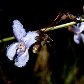 Hypenia salzmannii unspecified picture