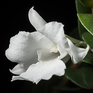 Dendrobium parthenium unspecified picture