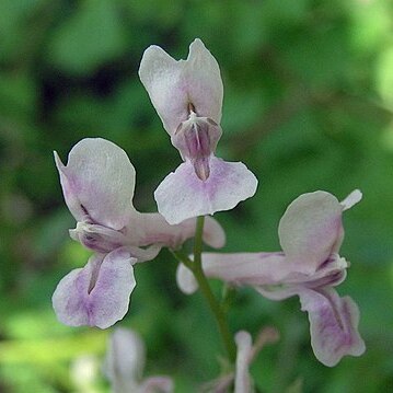 Corydalis edulis unspecified picture