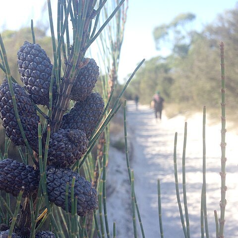 Allocasuarina monilifera unspecified picture