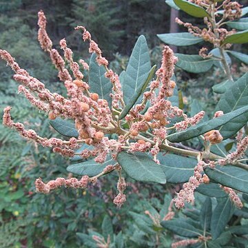 Notholithocarpus densiflorus var. echinoides unspecified picture