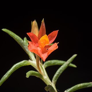 Fernandezia ionanthera unspecified picture