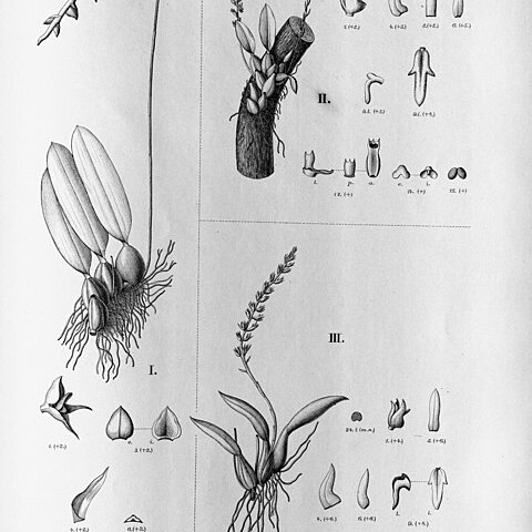 Bulbophyllum micranthum unspecified picture