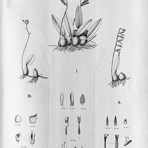 Bulbophyllum plumosum unspecified picture