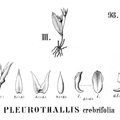 Anathallis crebrifolia unspecified picture