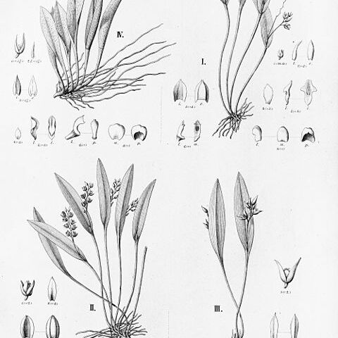 Acianthera sulphurea unspecified picture