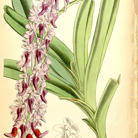 Aerides huttonii unspecified picture