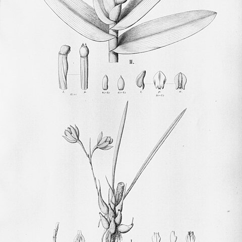 Epidendrum paranaense unspecified picture