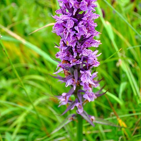 Dactylorhiza urvilleana unspecified picture