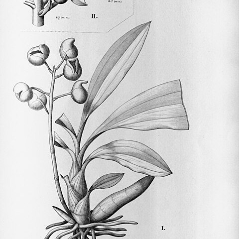 Catasetum labiatum unspecified picture