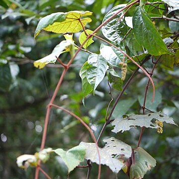 Ampelocissus indica unspecified picture