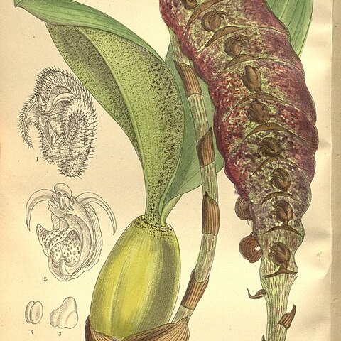 Bulbophyllum purpureorhachis unspecified picture