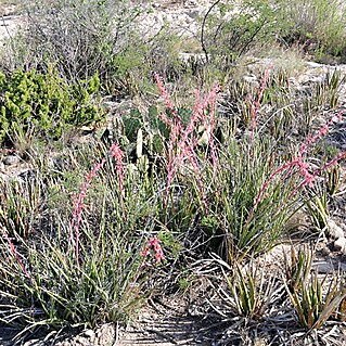 Hesperaloe parviflora subsp. bechtoldii unspecified picture