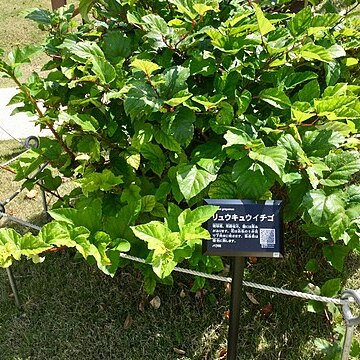 Rubus grayanus unspecified picture