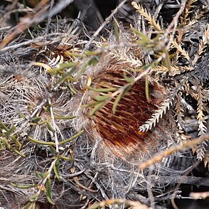 Banksia shuttleworthiana unspecified picture