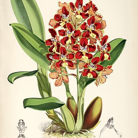 Otoglossum candelabrum unspecified picture