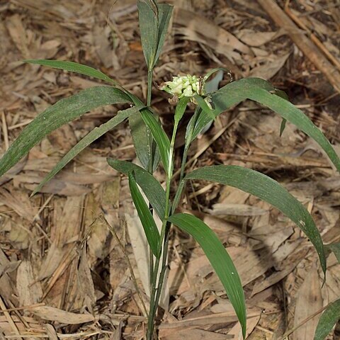 Tropidia formosana unspecified picture