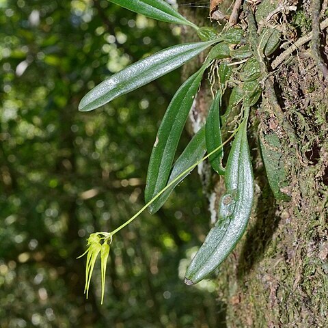 Bulbophyllum flaviflorum unspecified picture