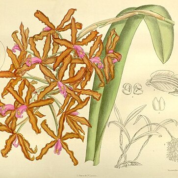 Laelia lueddemanii unspecified picture