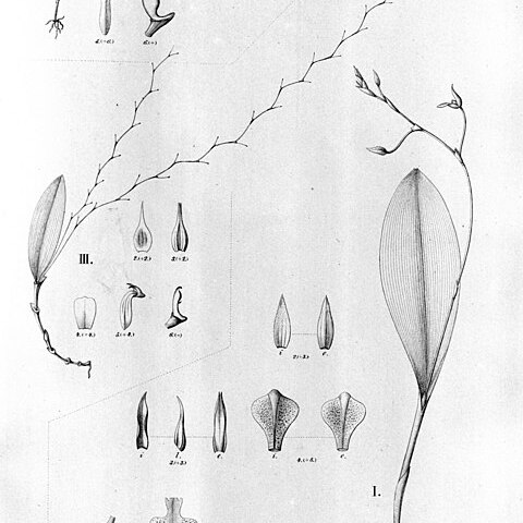 Anathallis funerea unspecified picture