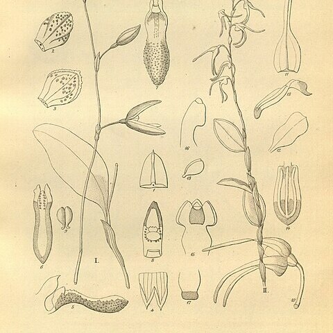 Stelis pachyglossa unspecified picture