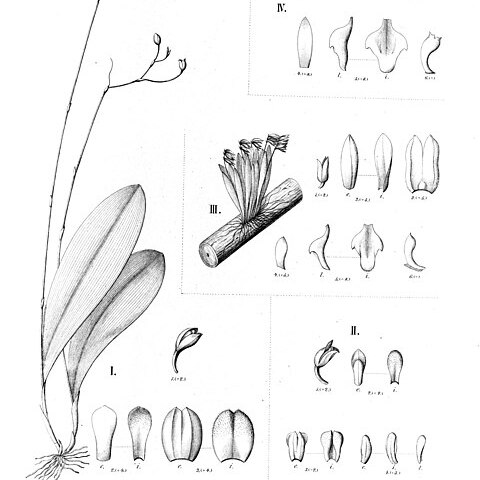 Stelis sarcopetala unspecified picture