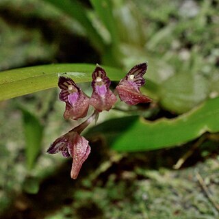 Bulbophyllum japonicum unspecified picture