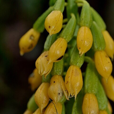 Calanthe lyroglossa var. actinomorpha unspecified picture