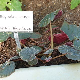 Begonia acetosa unspecified picture