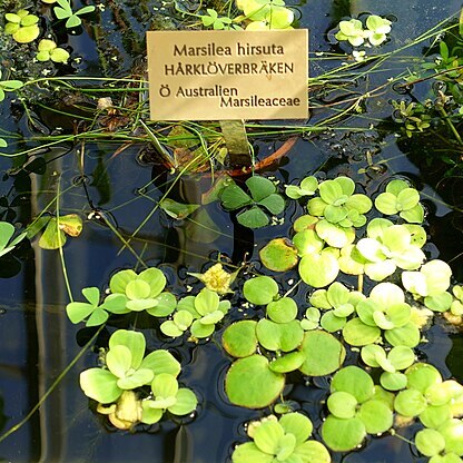 Marsilea hirsuta unspecified picture