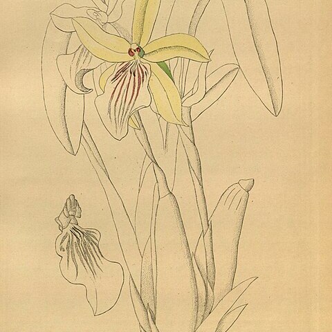 Miltonia cyrtochiloides unspecified picture