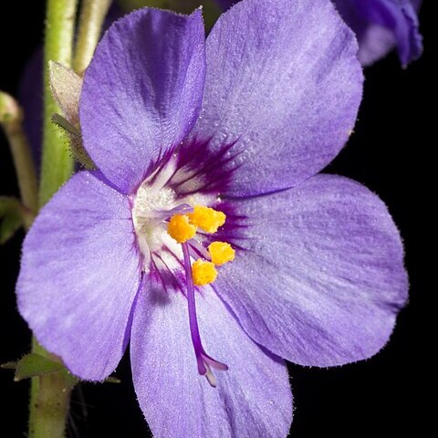 Polemonium caeruleum var. nipponicum unspecified picture