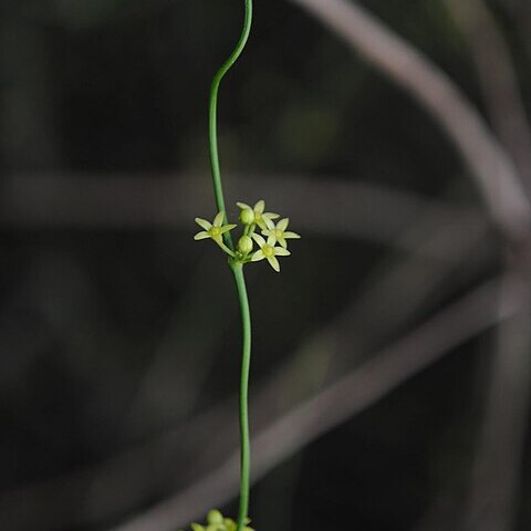 Orthosia scoparia unspecified picture