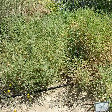 Astragalus aleppicus unspecified picture