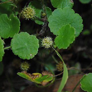 Hydrocotyle modesta unspecified picture