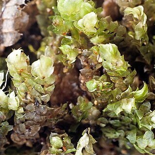 Distichophyllum rotundifolium unspecified picture