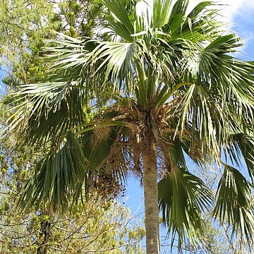 Pritchardia hillebrandii unspecified picture