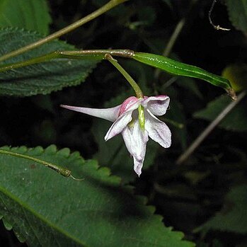 Impatiens devolii unspecified picture