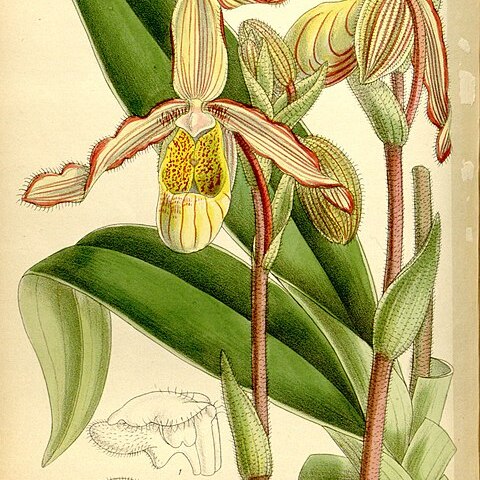 Phragmipedium sargentianum unspecified picture