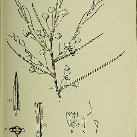 Acacia prainii unspecified picture