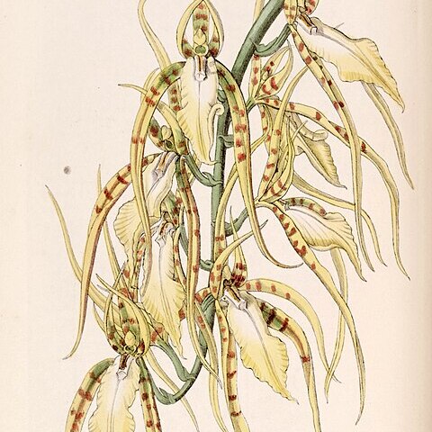 Brassia cochleata unspecified picture