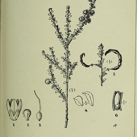 Acacia rhetinocarpa unspecified picture