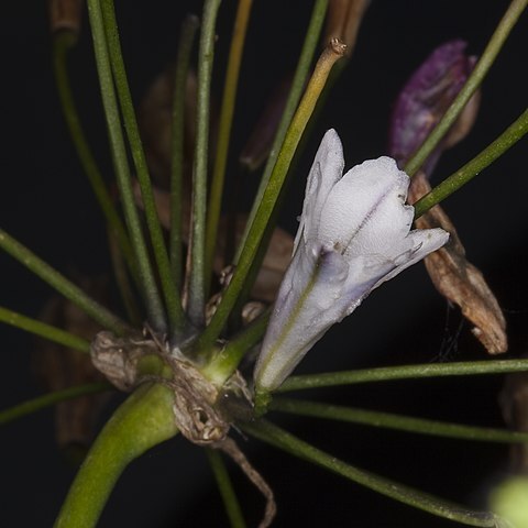 Triteleia clementina unspecified picture