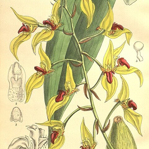 Bulbophyllum dichroma unspecified picture