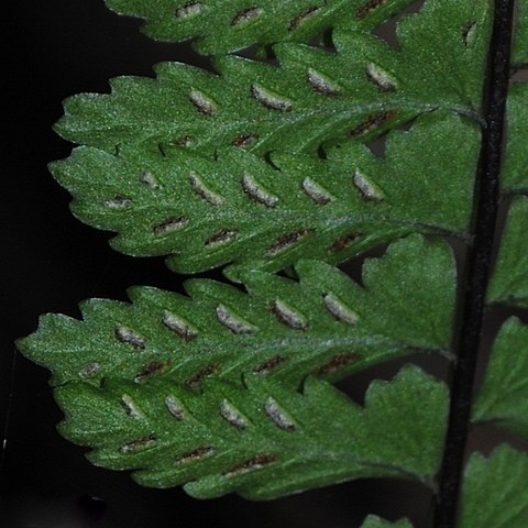 Asplenium sellowianum unspecified picture